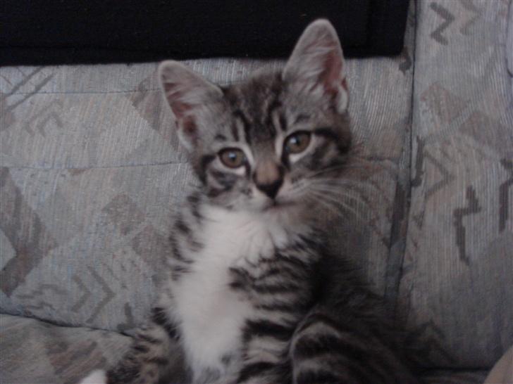 Maine Coon Buddha - Hej hej siger búddha missen billede 5