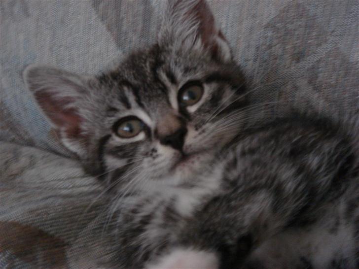 Maine Coon Buddha - buddha siger lige igen hej.. ;0) billede 6