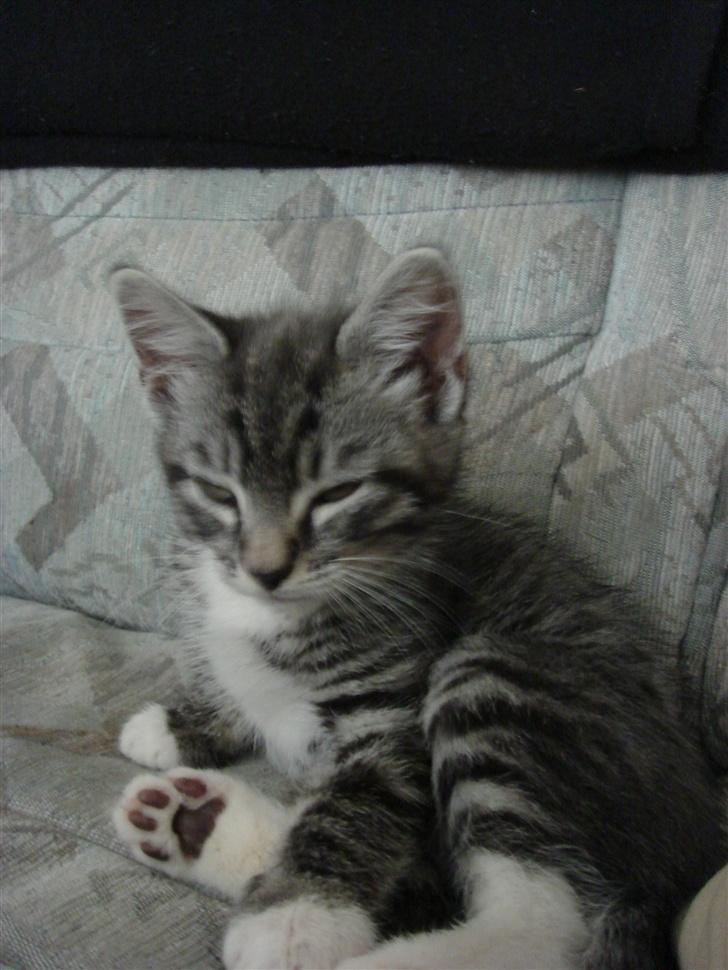 Maine Coon Buddha - Så sidder jeg lige lidt sjovt.. ;0) billede 7