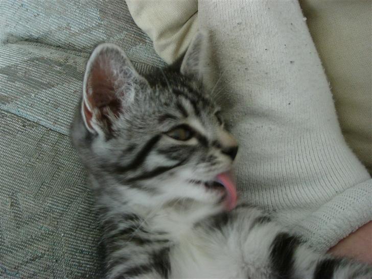 Maine Coon Buddha - så skal der lige gøres lidt pels ren.. ;0) billede 8