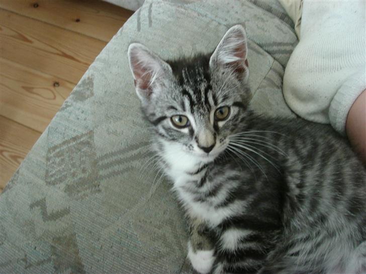 Maine Coon Buddha - Nårh ;0) billede 9