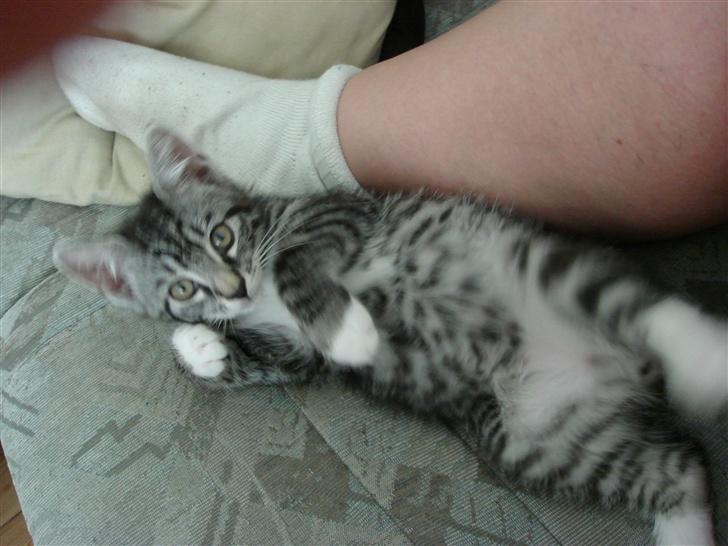 Maine Coon Buddha - Hej hej ;0) billede 10