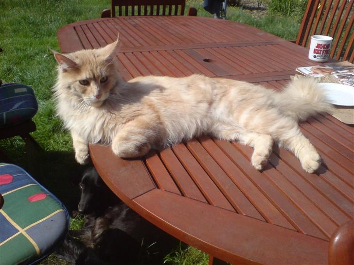 Maine Coon Mountaineer`s vanilla Ice - endelig kom solen og man kan få lidt varme på sin dogne krop ;-) billede 12