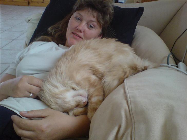 Maine Coon Mountaineer`s vanilla Ice - tager lige en slapper sammen med min mad mor billede 13