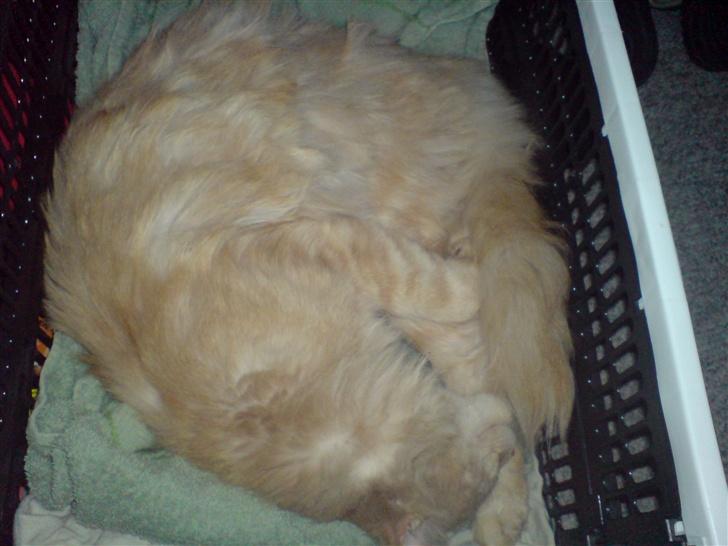 Maine Coon Mountaineer`s vanilla Ice - tid til en personlig lur i indie s kasse billede 14