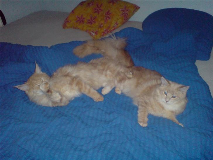 Maine Coon Mountaineer`s vanilla Ice - mig og min dejlige kærste indie billede 15