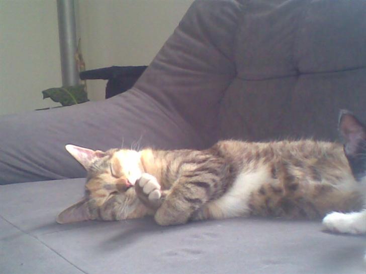 Huskat scarface *R.I.P.* billede 1