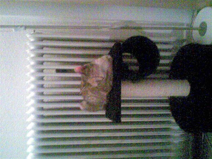 Huskat scarface *R.I.P.* billede 2