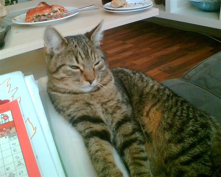 Huskat wobble *R.I.P.* billede 1