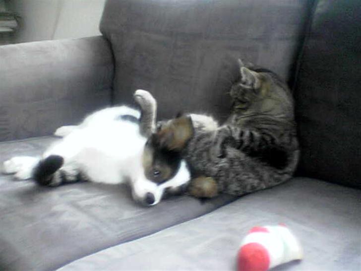 Huskat wobble *R.I.P.* billede 2