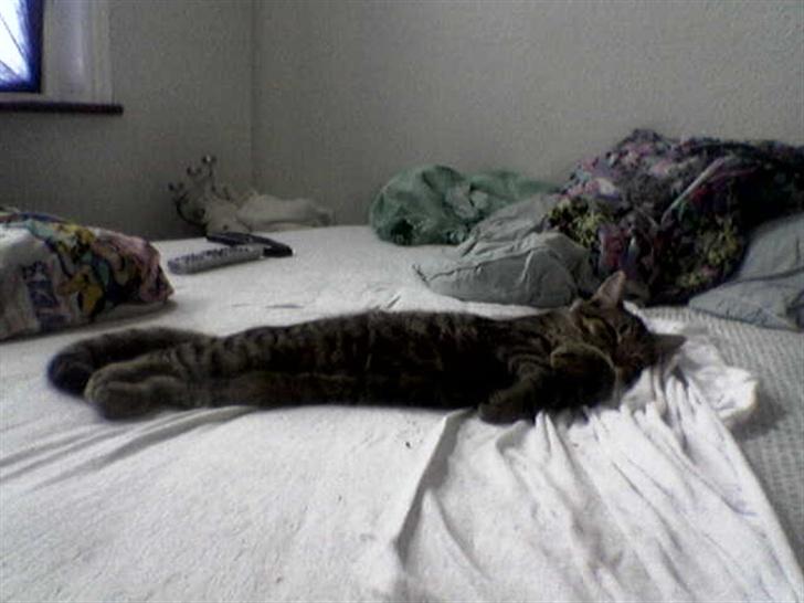 Huskat wobble *R.I.P.* billede 3