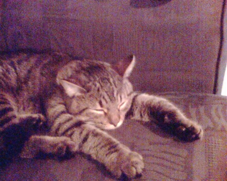 Huskat wobble *R.I.P.* billede 4