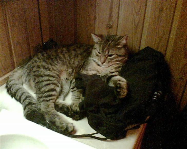 Huskat wobble *R.I.P.* billede 5