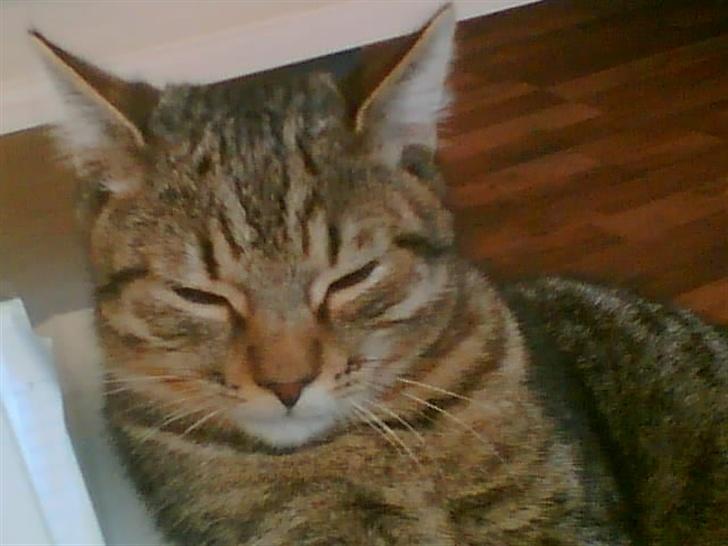 Huskat wobble *R.I.P.* billede 6