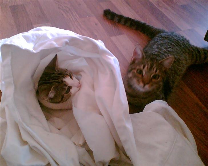 Huskat wobble *R.I.P.* billede 7