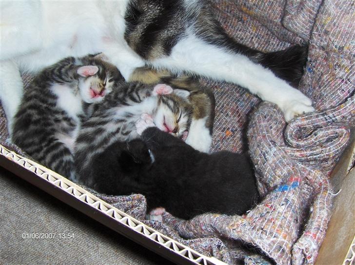 Huskat Gigi billede 11