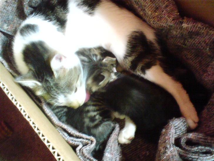 Huskat Gigi billede 13