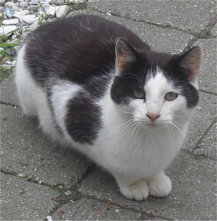 Huskat Pjevs billede 7