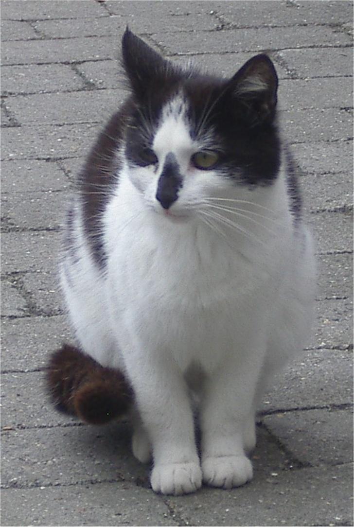 Huskat Hårbolle billede 10