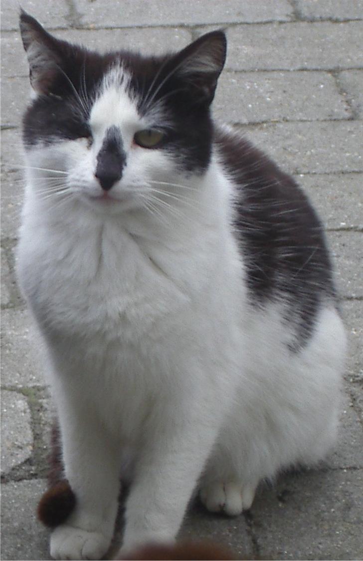 Huskat Hårbolle billede 11