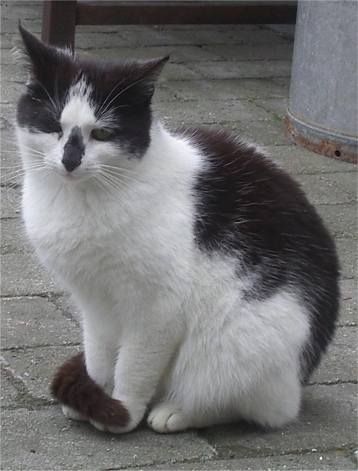 Huskat Hårbolle billede 12