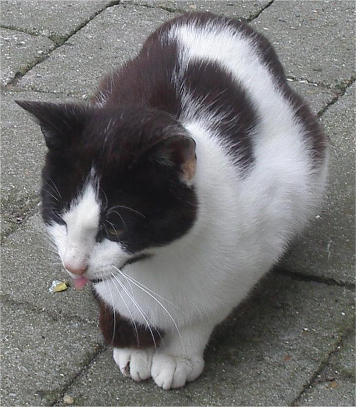 Huskat Plet billede 10