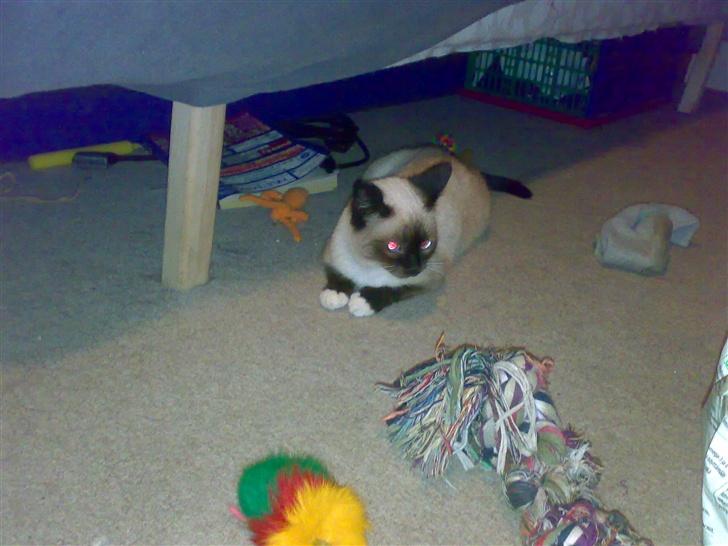 Blanding af racer Sophie *Forsvundet* - *Nyt* billede 18