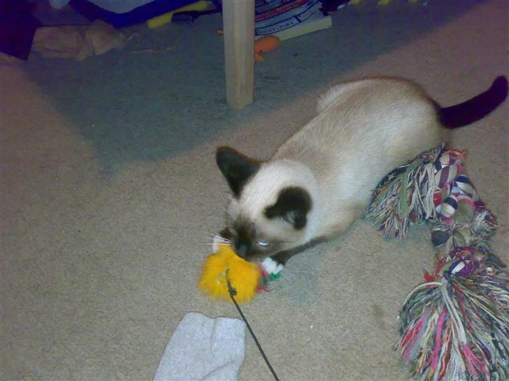 Blanding af racer Sophie *Forsvundet* - *Nyt* Fanget! billede 19