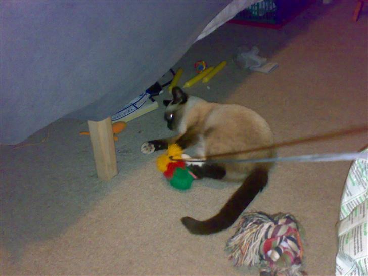 Blanding af racer Sophie *Forsvundet* - *Nyt* Jaae, jeg fangede musen :D billede 20