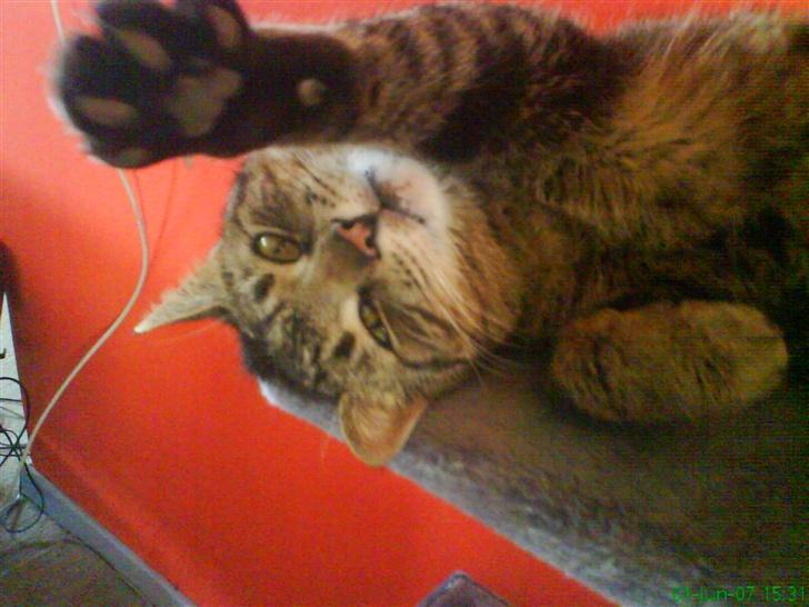 Huskat Ernst R.I.P December 2008 - Velkommen til min profil... Er jeg ikk bare dejlig.. billede 1