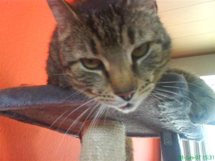 Huskat Ernst R.I.P December 2008 - Heeej! billede 2