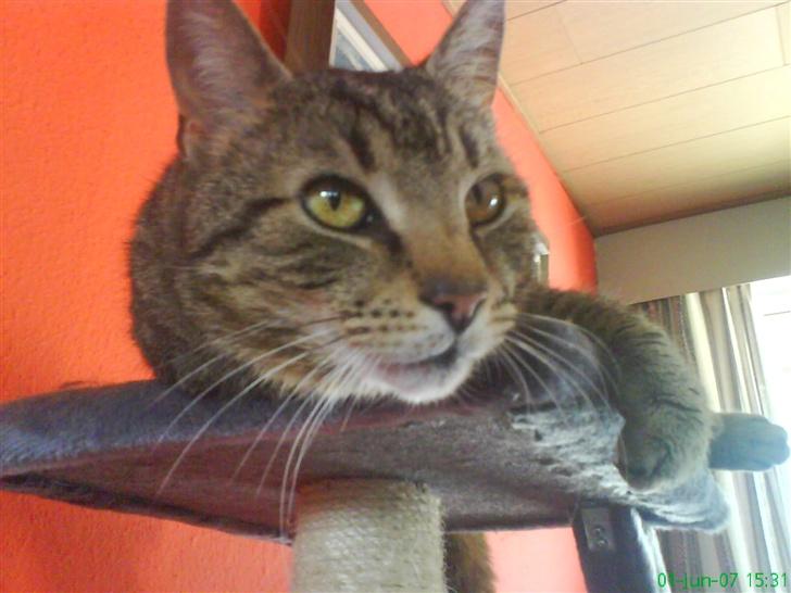 Huskat Ernst R.I.P December 2008 - Er jeg ikk bare fin! billede 3