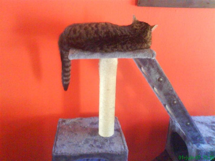 Huskat Ernst R.I.P December 2008 - Neej jeg gider ikk! billede 4