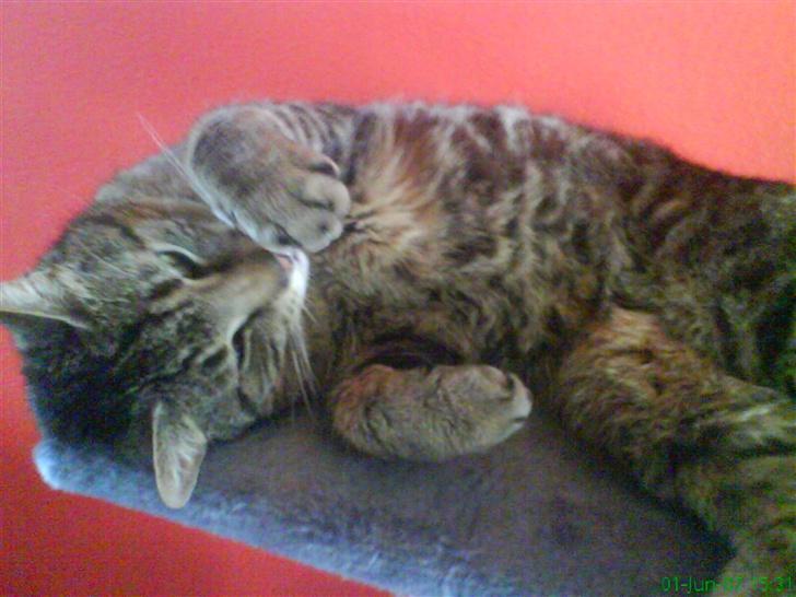 Huskat Ernst R.I.P December 2008 - Kææææl mig... billede 5