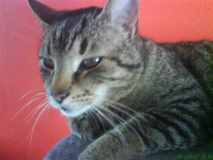 Huskat Ernst R.I.P December 2008 - Mig..  billede 6