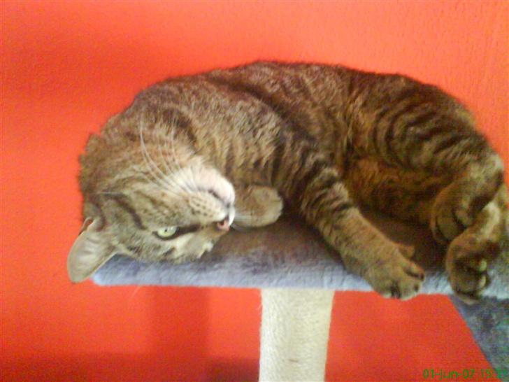 Huskat Ernst R.I.P December 2008 - Er jeg ikk bare fin.. billede 7