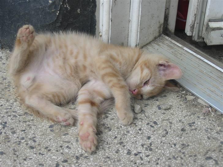 Huskat Krumme billede 16