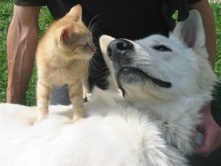 Huskat Krumme billede 17