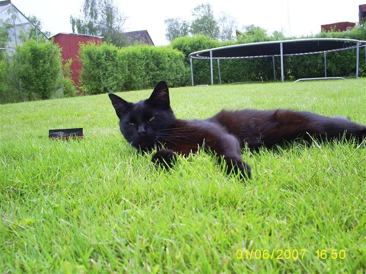 Huskat pjuske - pjuske eksler og sove billede 16