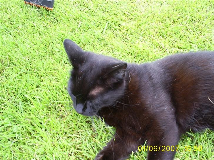 Huskat pjuske - Pjuske kan godt lide det og være udefor men vi skal også være det hvis hun skal ligge ned billede 17