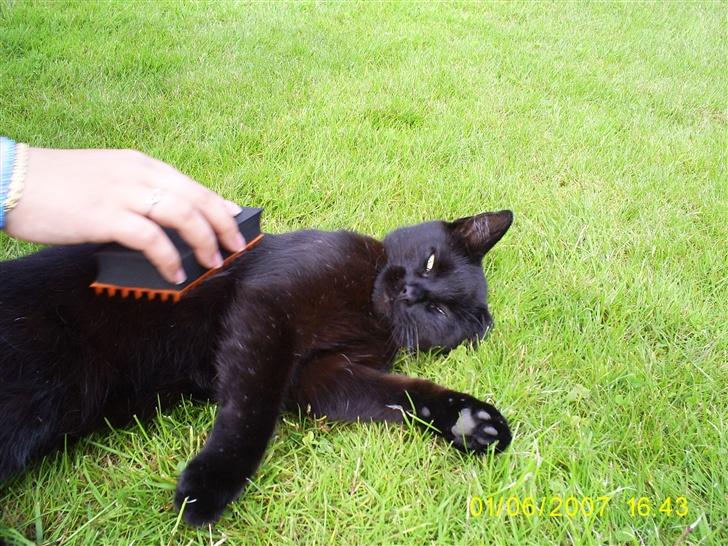 Huskat pjuske - Pjuske eksler det men at være udefor når det er godt veje billede 18