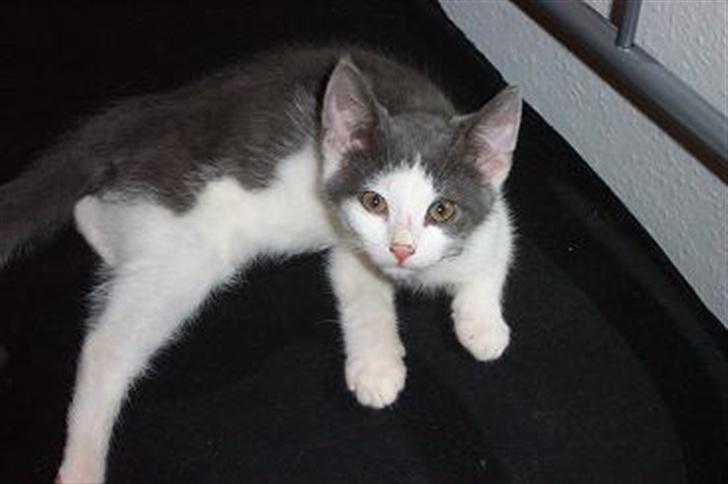 Huskat Dipzi - her har jeg haft hende i et par uger billede 1