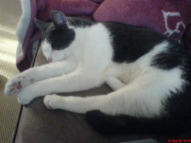 Huskat Dipzi - er så søvnig billede 2