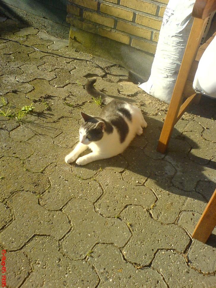 Huskat Dipzi - bliver helt forpustet af at lege billede 3