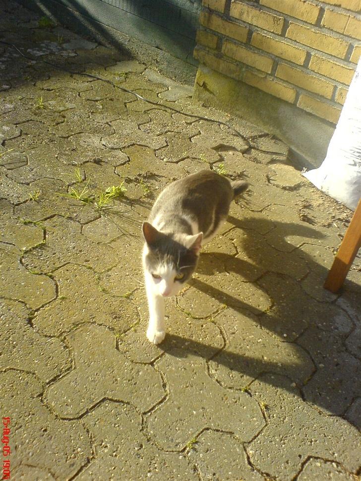 Huskat Dipzi - vil lege mere billede 4