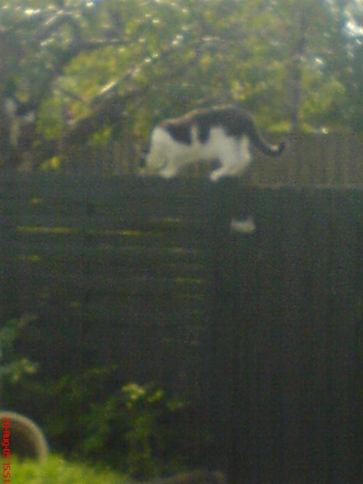 Huskat Dipzi - se hvor højt jeg kan klatre billede 5