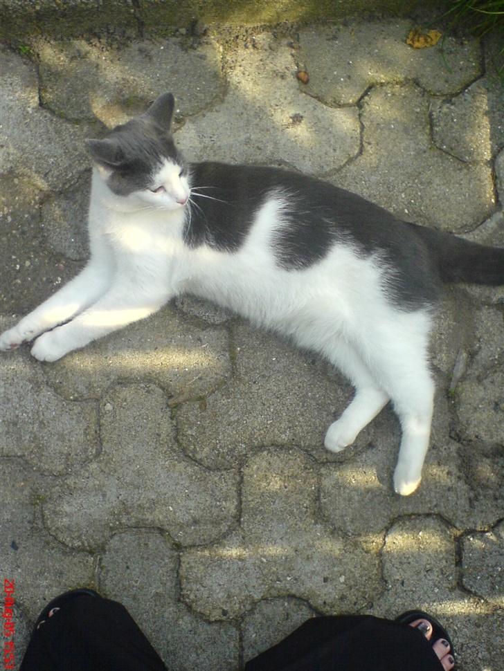 Huskat Dipzi - jeg tar sol billede 6