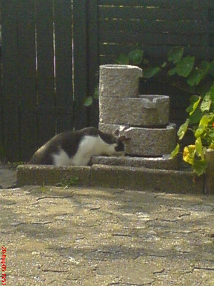 Huskat Dipzi - nøjjj her er vand... billede 7