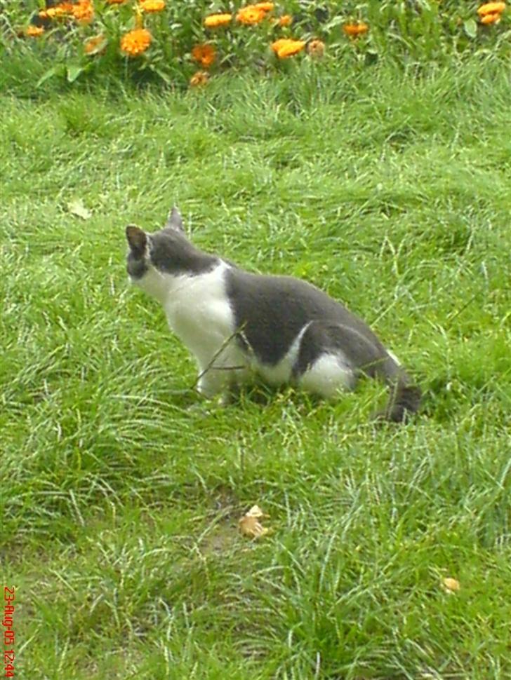 Huskat Dipzi - jeg fanger stankelben for dem kan min mor ikke li billede 8