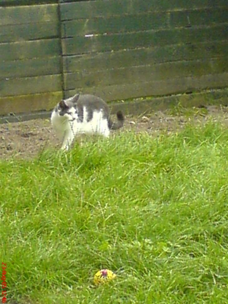 Huskat Dipzi - har lige fået øje på noget billede 9